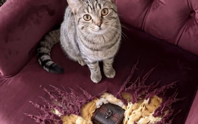 Jag var på väg att kasta bort min avlidna mormors gamla fåtölj tills hennes katt slet upp den och avslöjade hemligheten hon hade gömt i åratal