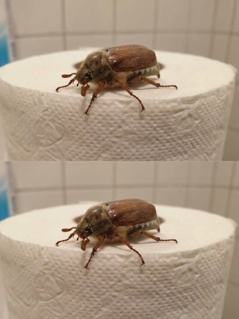 Vad är det här felet? (Och vad ska man göra när man ser ett)