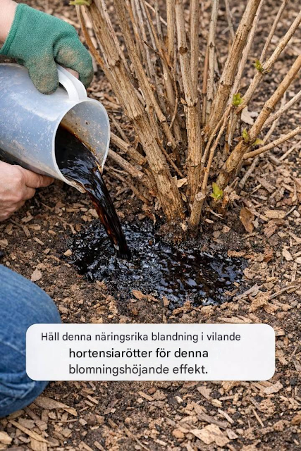 Häll denna näringsrika blandning i vilande hortensiarötter för denna blomningshöjande effekt.