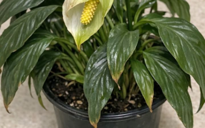 Har du fredslilja? 10 måsten i maj innan din växt slutar blomma helt