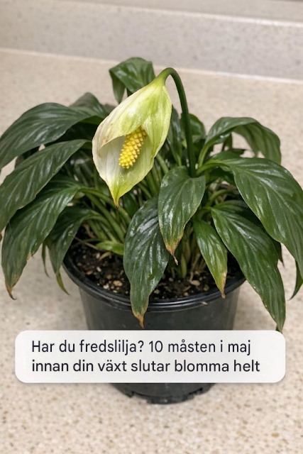Har du fredslilja? 10 måsten i maj innan din växt slutar blomma helt
