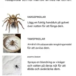 10 spindlar som sitter på huk i ditt hem: Identifiering och naturliga lösningar