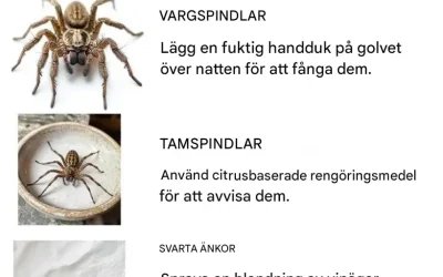 10 spindlar som sitter på huk i ditt hem: Identifiering och naturliga lösningar