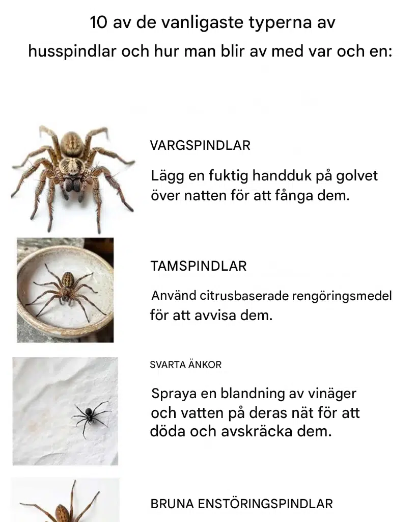 10 spindlar som sitter på huk i ditt hem: Identifiering och naturliga lösningar
