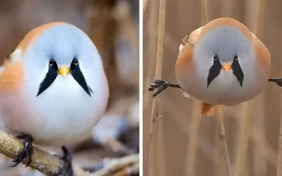 Dessa bedårande runda fåglar, de skäggiga rörungarna, kan göra perfekta splits.