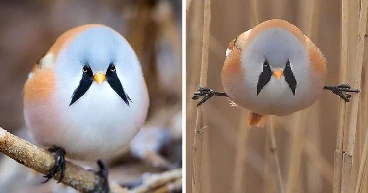 Dessa bedårande runda fåglar, de skäggiga rörungarna, kan göra perfekta splits.