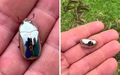 En man upptäcker en silverbagge som liknar en spegel under en promenad