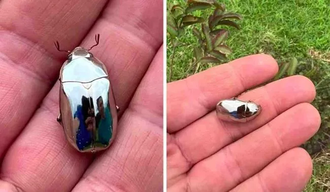 En man upptäcker en silverbagge som liknar en spegel under en promenad