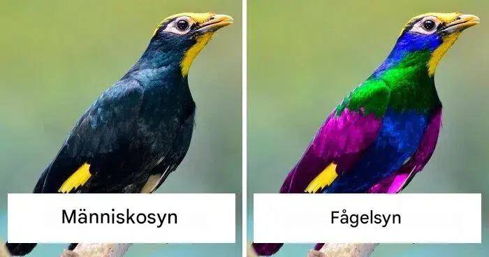 Hur fåglar ser världen i förhållande till människor