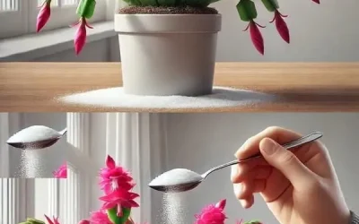 Strö denna ingrediens på dina krukväxter, och alla dina grannar kommer att avundas dig.