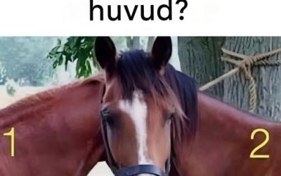 Vems huvud är den här hästen?