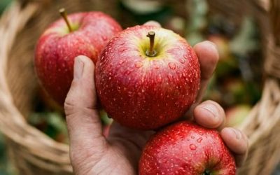 Läkare avslöjar vad som verkligen kan hända när man äter äpplen regelbundet… 🍎👇 Se mer.