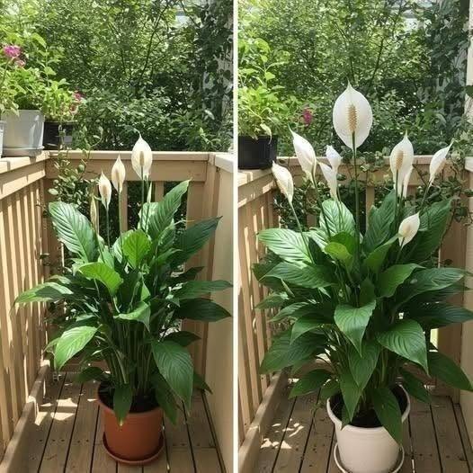 Bara 1 kopp får fredsliljor att blomma som galningar (även de fula)