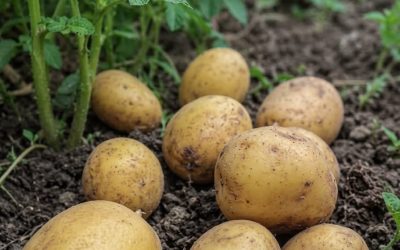 Läkare avslöjar att potatisätande orsakar… Se mer…