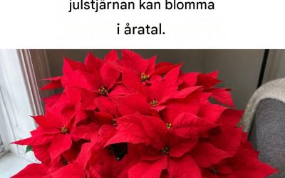 Hur man får en julstjärna att blomma: 4 idiotsäkra tips för att förhindra att den förlorar sina blommor