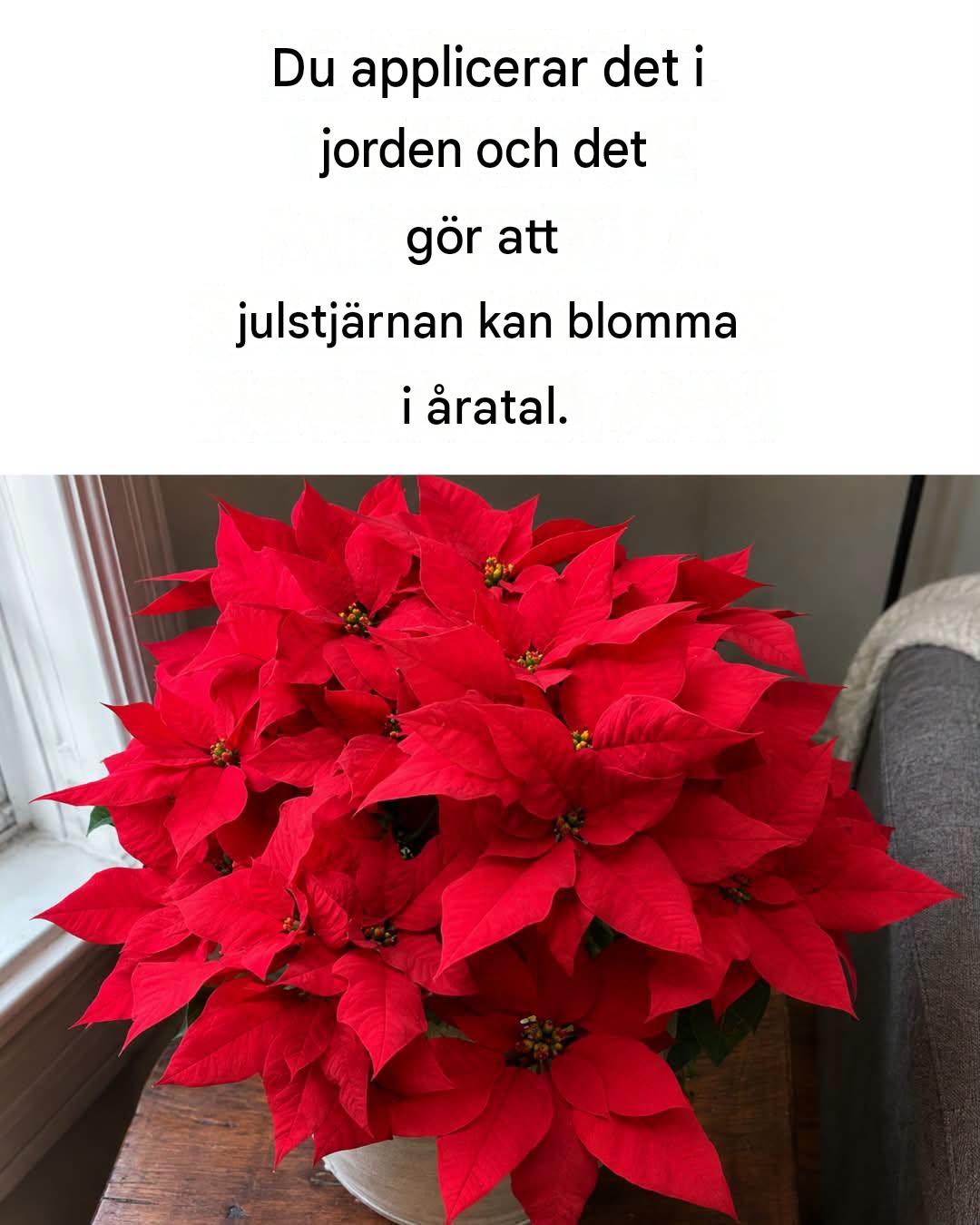 Hur man får en julstjärna att blomma: 4 idiotsäkra tips för att förhindra att den förlorar sina blommor
