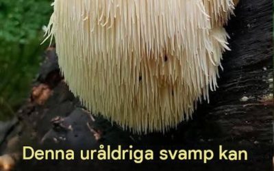 Lejonmansvamp: Kan denna uråldriga svamp verkligen stödja hjärnhälsan?