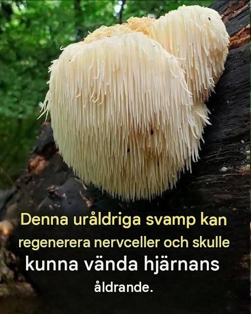 Lejonmansvamp: Kan denna uråldriga svamp verkligen stödja hjärnhälsan?