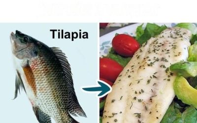 7 typer av fisk du aldrig bör äta