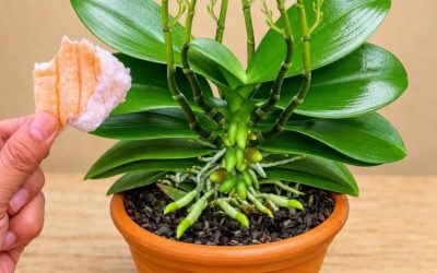 Placera en bit under en orkidé: 100 nya skott kommer att växa och blomma året runt!