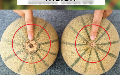 Idag ska vi prata om en ikonisk sommarfrukt: melonen . Med stigande temperaturer börjar dessa väldoftande frukter översvämma marknaderna och stånden. Det finns inget som en mogen, saftig melon för att pigga upp sig eller avsluta en måltid med en söt ton.  Tyvärr är det inte alltid lätt att veta vilken som är riktigt god. Ingenting är mer besvikande än att komma hem med en vacker melon… bara för att upptäcka att den är smaklös, hård eller helt utan smak.  Lyckligtvis kan några enkla detaljer hjälpa dig att göra ett bättre val. Här är flera metoder att observera nästa gång du köper en melon:  Undersök melonens färg och utseende Det första man bör observera är melonens övergripande utseende . Beroende på sorten kan färgen variera, men en mogen frukt har generellt en mer utvecklad och regelbunden färg.  För ljusskaliga eller gula meloner, leta efter en djup, fyllig färg snarare än en frukt som ser väldigt grön och omogen ut. För cantaloupemeloner kan färgförändringar mellan gröna och varmare toner också följa med mogningen.  Undvik framför allt att välja enbart baserat på fruktens skönhet: en melon som ser perfekt ut är inte nödvändigtvis den mest doftande.  Lukta på melonen innan du köper den