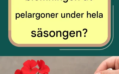 Hur sköter man sina pelargoner för lång blomning?