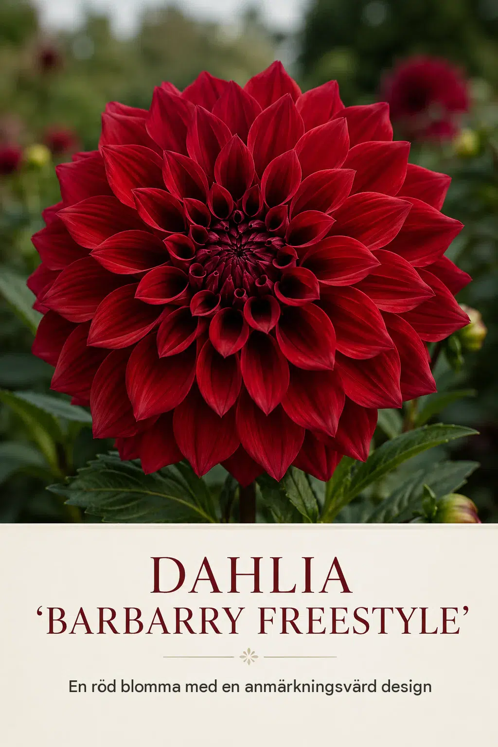 Dahlia ‘Barbarry Freestyle’: en slående röd blomning