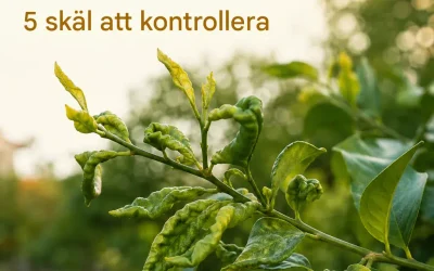 Varför krullar sig bladen på ditt citronträd?