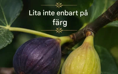Hur man vet om ett fikon är moget? 5 tecken innan man plockar