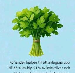 Fördelarna med koriander för kroppen kommer verkligen att chocka dig.