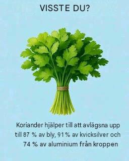 Fördelarna med koriander för kroppen kommer verkligen att chocka dig.
