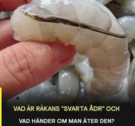 Vad är egentligen räkans “åder”? 🦐🤔 (De flesta har fel!)