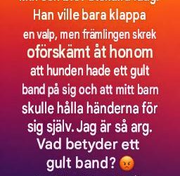 Vad ett gult band på en hund egentligen betyder – och varför du borde ge den hunden utrymme
