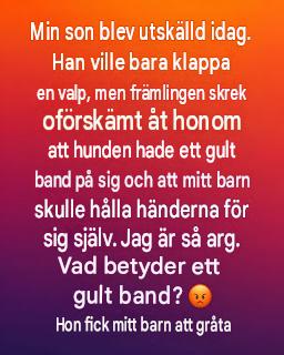 Vad ett gult band på en hund egentligen betyder – och varför du borde ge den hunden utrymme
