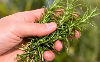 Den kallas ”naturens morfin” och sägs lindra muskel- och ledvärk, reumatism och till och med gikt.
