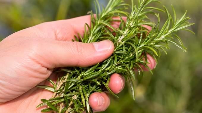 Den kallas ”naturens morfin” och sägs lindra muskel- och ledvärk, reumatism och till och med gikt.