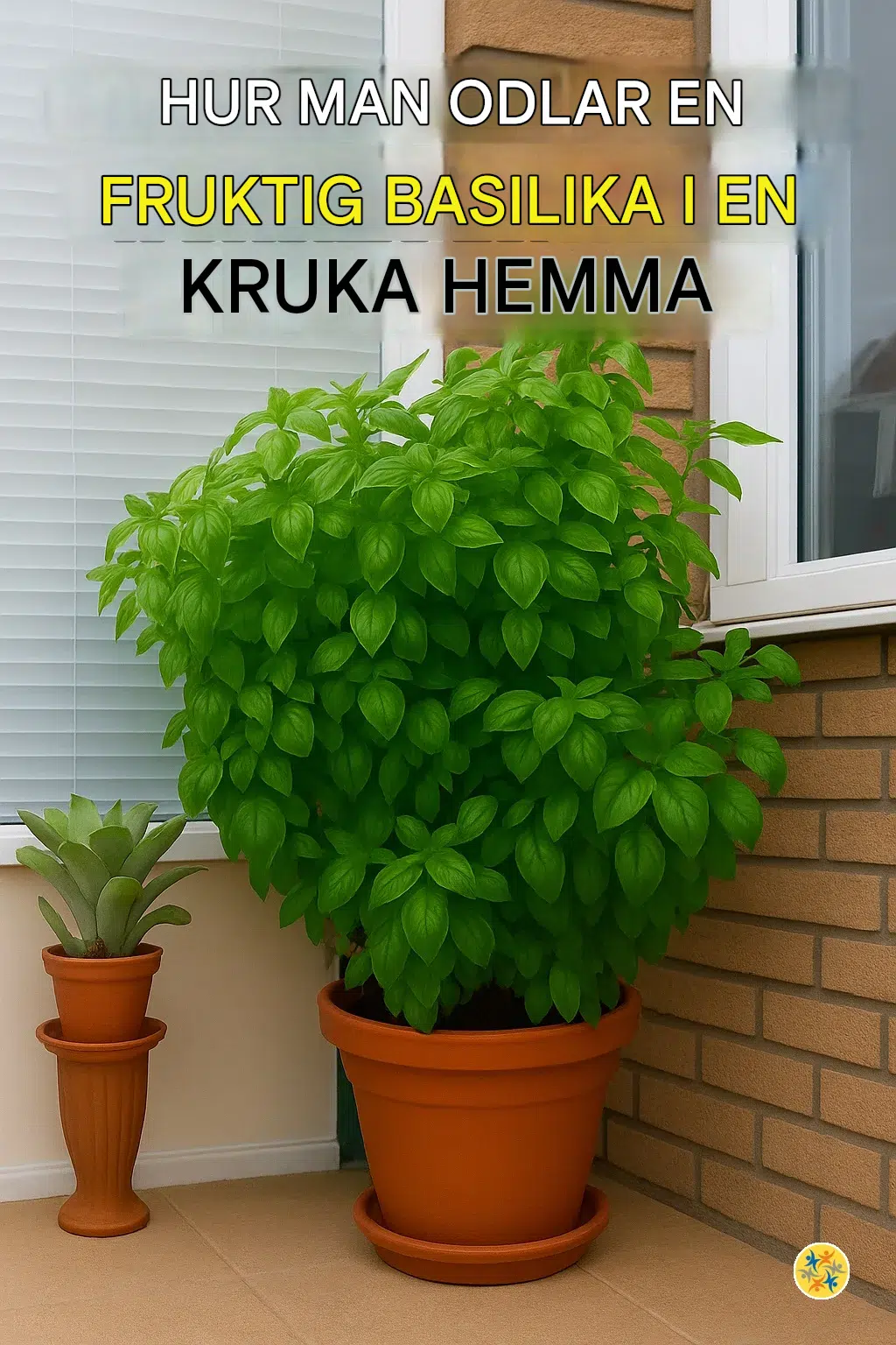 Hur man odlar en frodig basilikaplanta i en kruka hemma